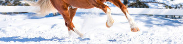 Hest & Hov Vinter