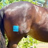 Equi-Fixt – selvklæbende sårplaster til heste - Equinics